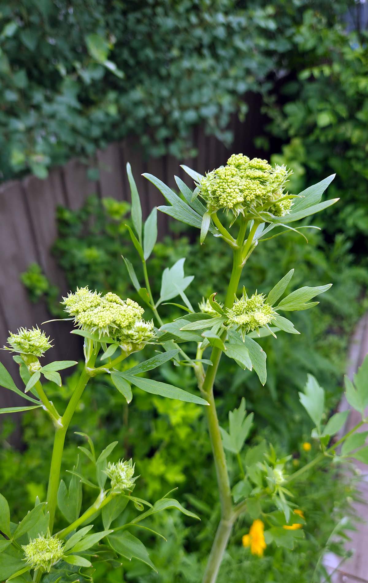 Lovage flowers ready to bloom. Lovage flowers ready to bloom.