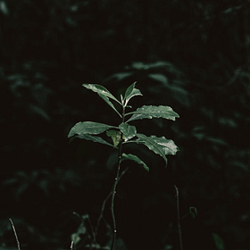 Do You Need a Writing Coach, an Editor, or Both? | Ep. 7