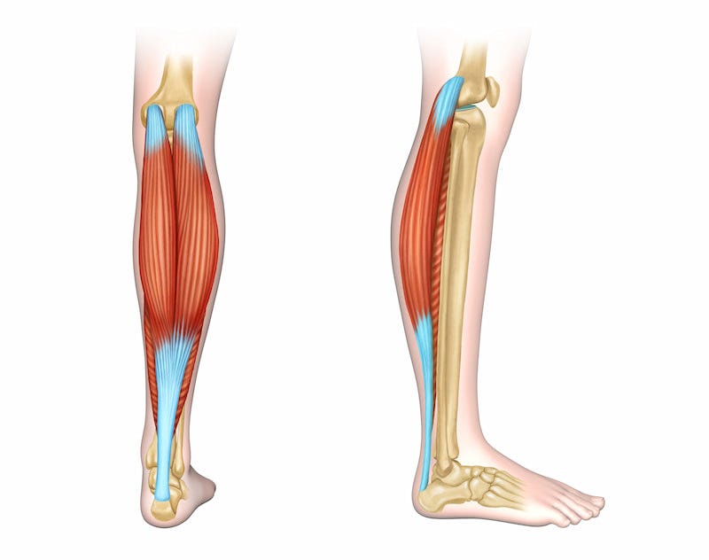 Anatomía de la pantorrilla Anatomía de la pantorrilla