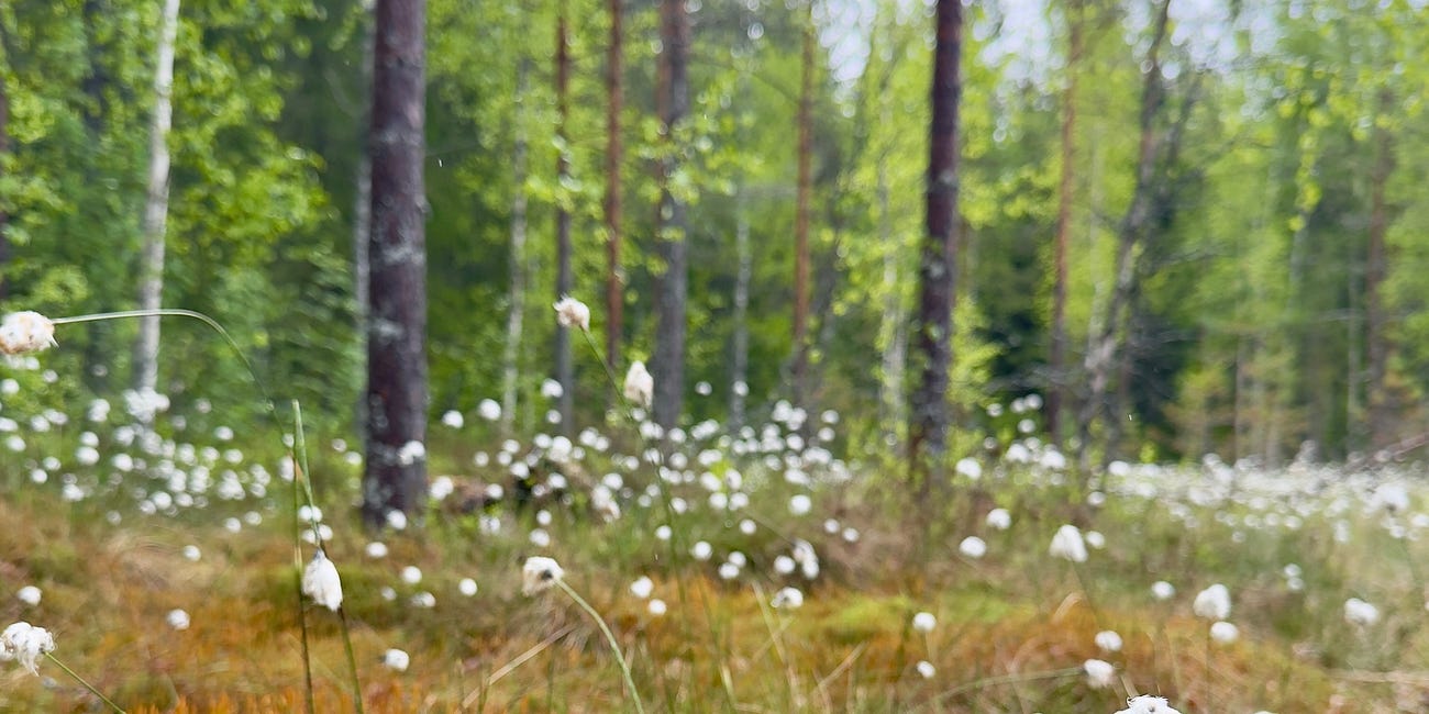 Where the Cotton Grass Sways 