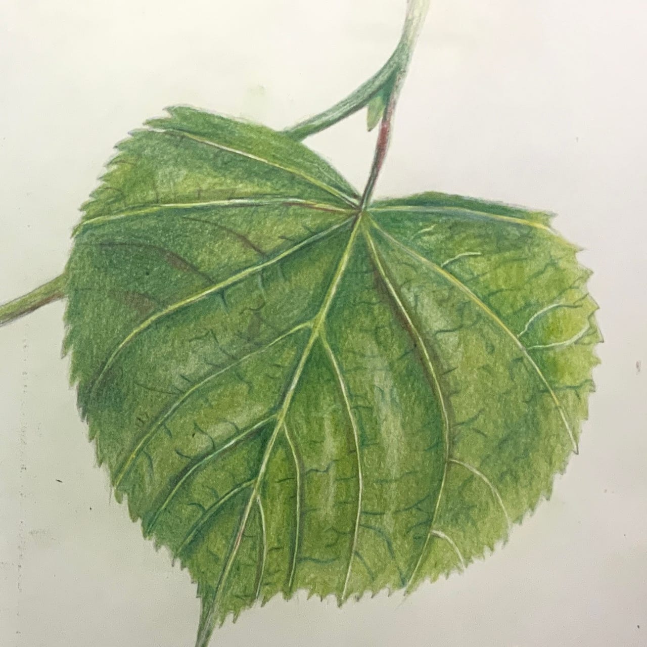 The Librarian’s notes