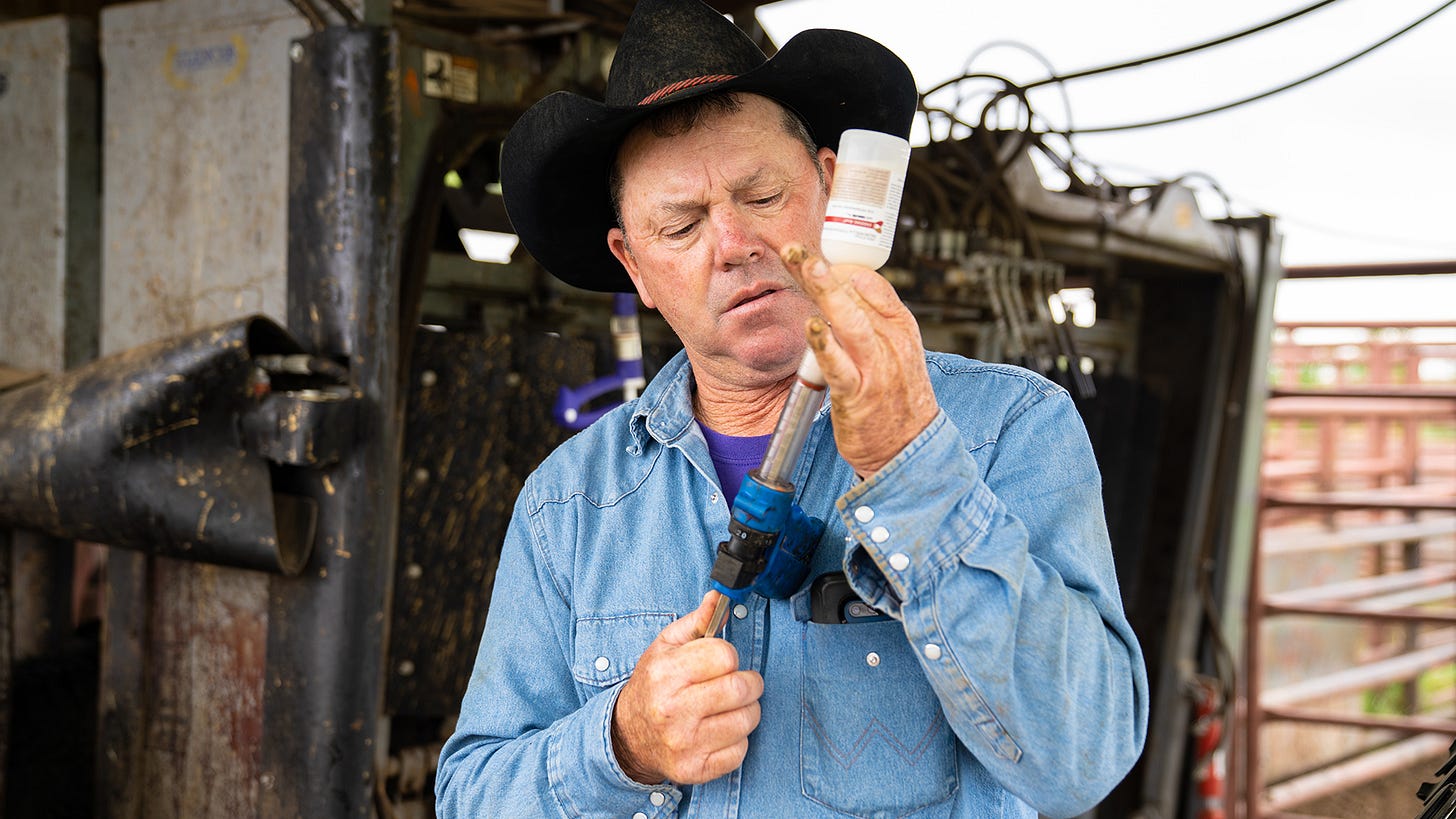 Receiving high-risk cattle Receiving high-risk cattle