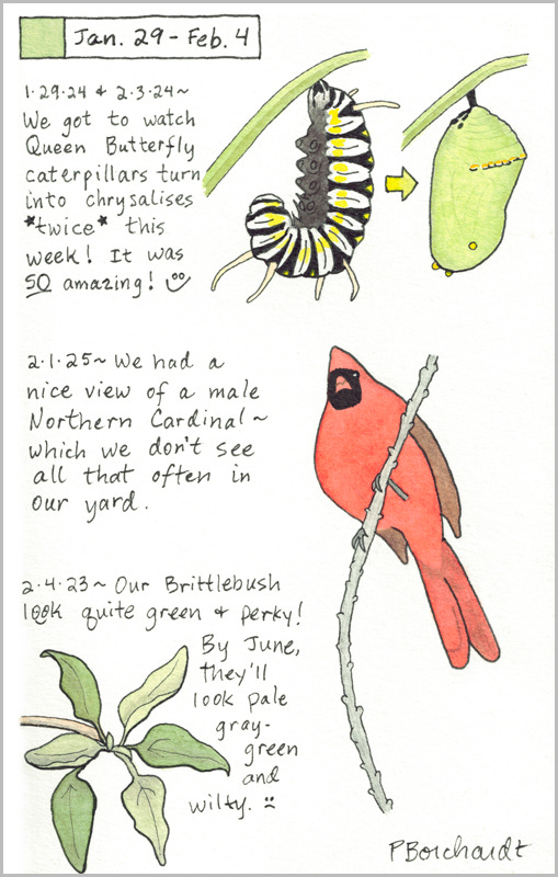 Perpetual Journal, week of Jan. 29 - Feb. 4: Northern Cardinal (2025); Queen Butterfly Caterpillar and Chrysalis (2024); Brittlebush (2023) Perpetual Journal, week of Jan. 29 - Feb. 4: Northern Cardinal (2025); Queen Butterfly Caterpillar and Chrysalis (2024); Brittlebush (2023)