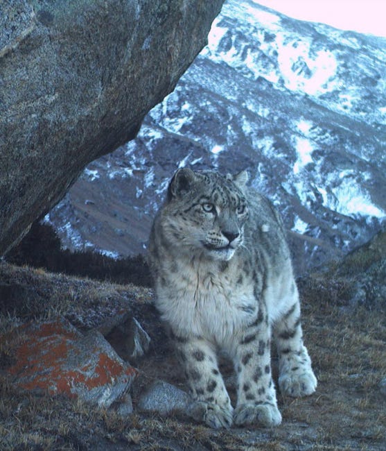 Une panthère de neige sur fond montagneux. C'est un félin légèrement trapu, à la robe grise tachetée de blanc.
