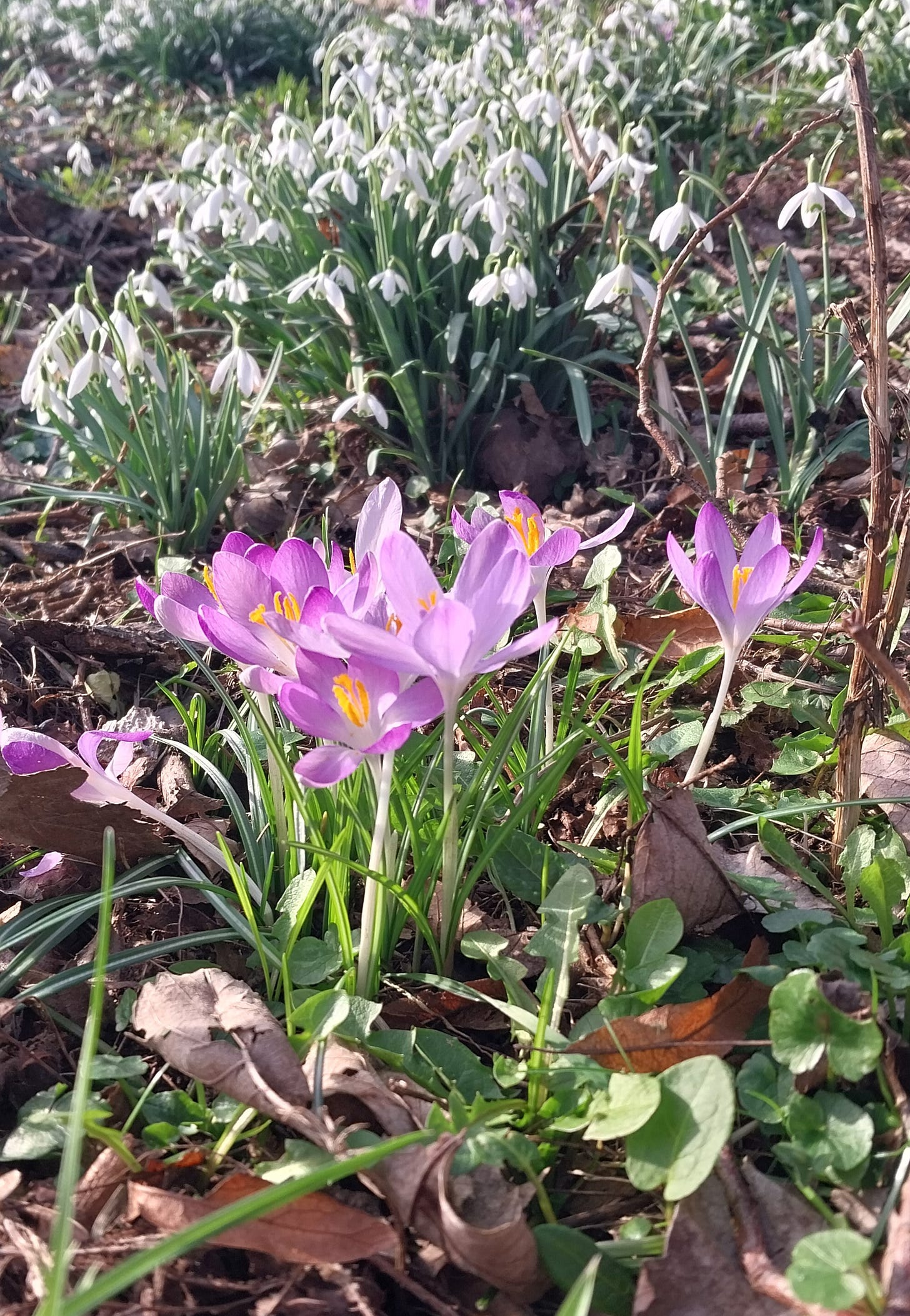 Early spring flowers Early spring flowers