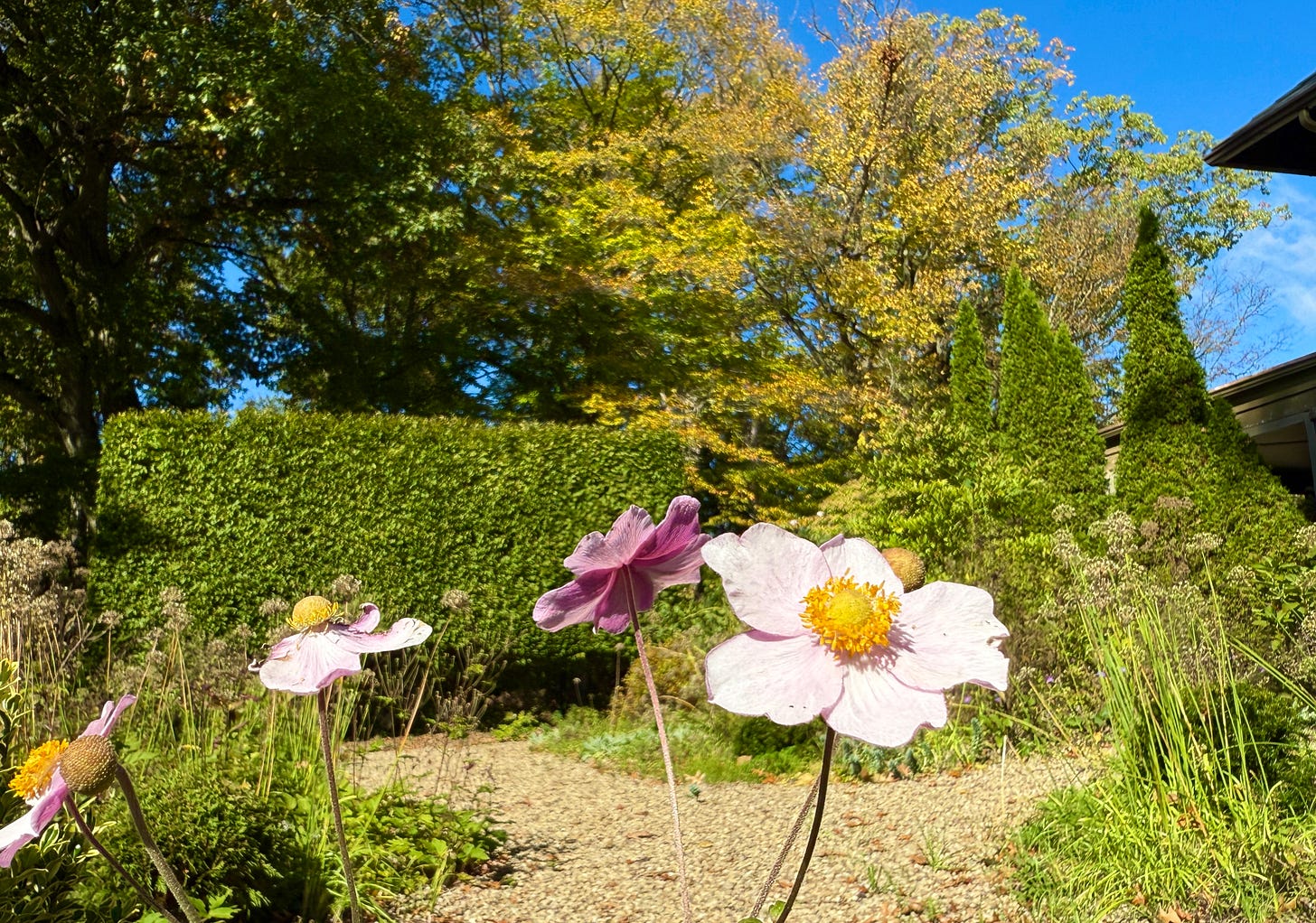 A self-sown Japanese Anemone flowering after the others have just finished.