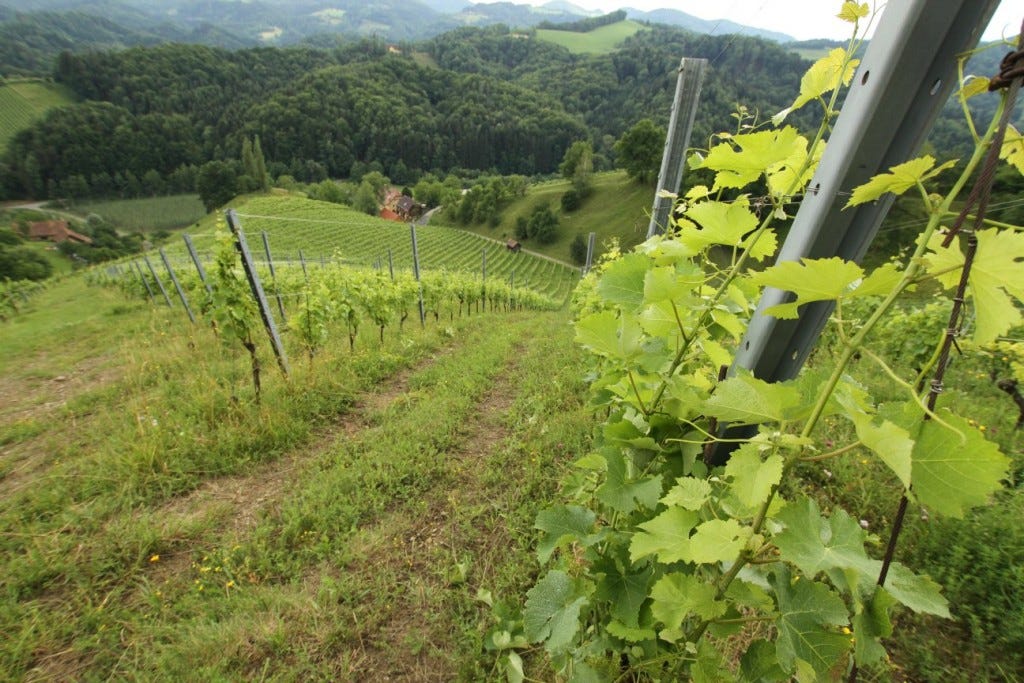 Extraordinarily steep vineyards at Weingut Tauss (the winery is just visible at the bottom of the hill) Tauss vinyeards in Southern Styria