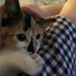 Artwork for persefunny’s digital diary ౨ৎ