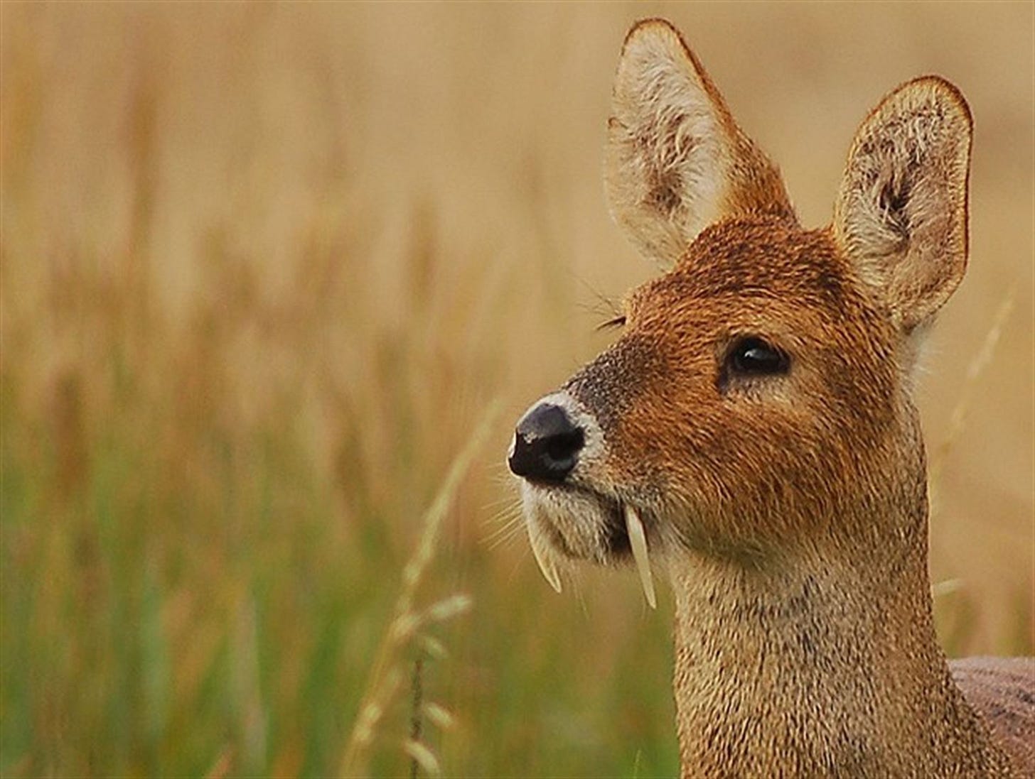A deer's head and neck in profile, with large and very fluffy ears, a black button nose, brown fur, and a pair of tusks descending from the upper lip in the manner of a walrus. The tusks look to be a few inches long.