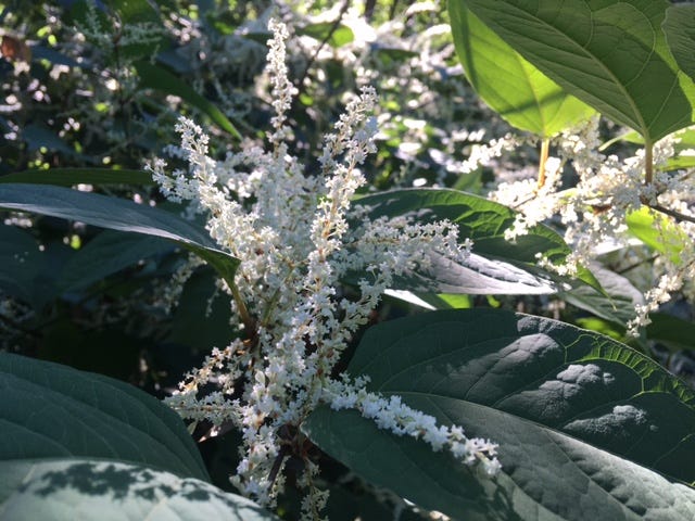 A plant with large dark green leaves and tiny white flowers on long stems