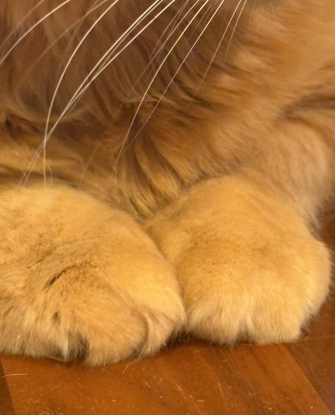 big orange cat feet on a wood table; you can see her luxurious whiskers too big orange cat feet on a wood table; you can see her luxurious whiskers too