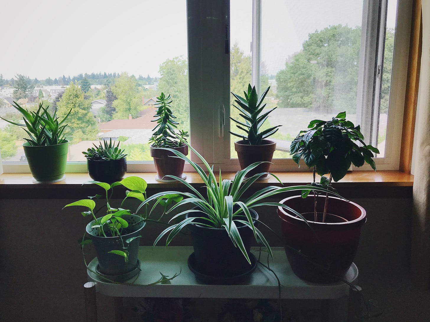 House plants