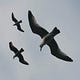 Flock Theory
