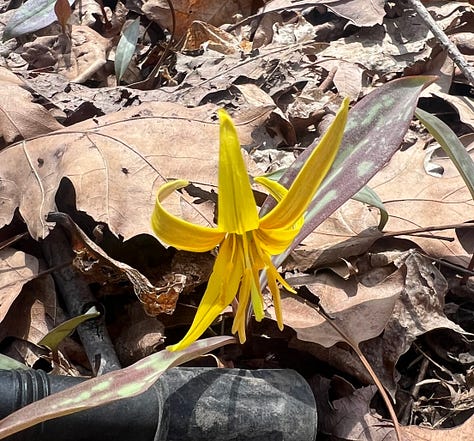 Spring Wildflowers