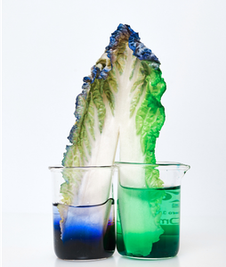 A piece of lettuce in two glasses of colored water. The water is staining each side of the lettuce.