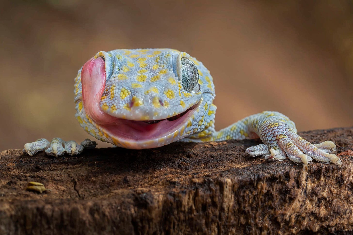 Fotografía de un gecko tokay tomada por Tanto Yensen