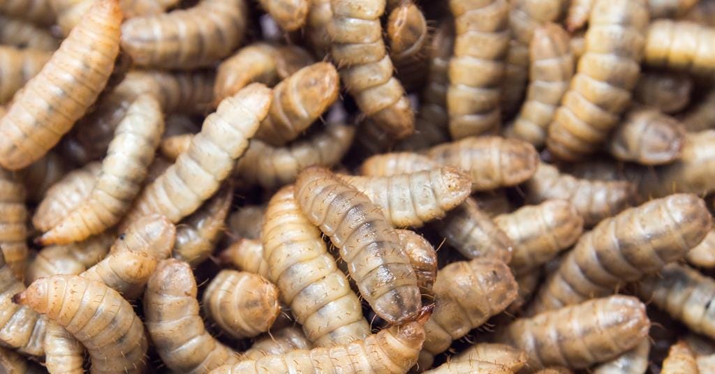 Something fishy about eating insects | Business | Chemistry World Something fishy about eating insects | Business | Chemistry World