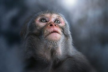 Gerald Monkey My Monkey Mind - by Gerald Laurain - One Man's Opinion