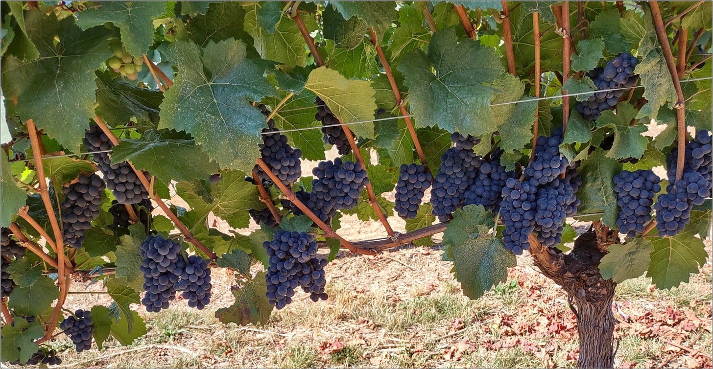 Amalie Robert Pinot Noir bedangled on the vine, Vintage 2023.