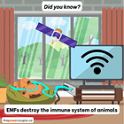 Why are America's dogs dying?