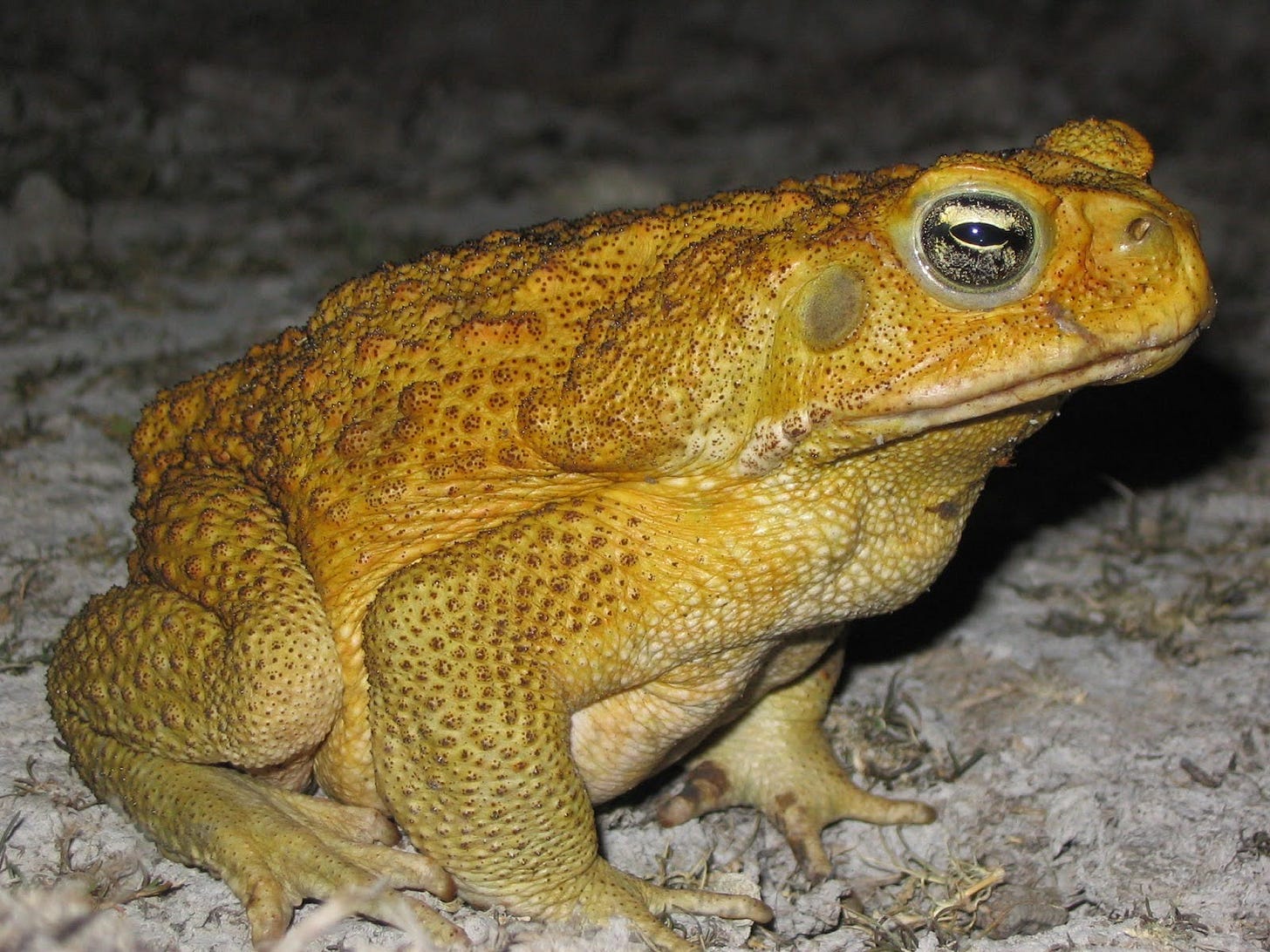Can drying them out stop the cane toads’ invasion of WA? Can drying them out stop the cane toads’ invasion of WA?