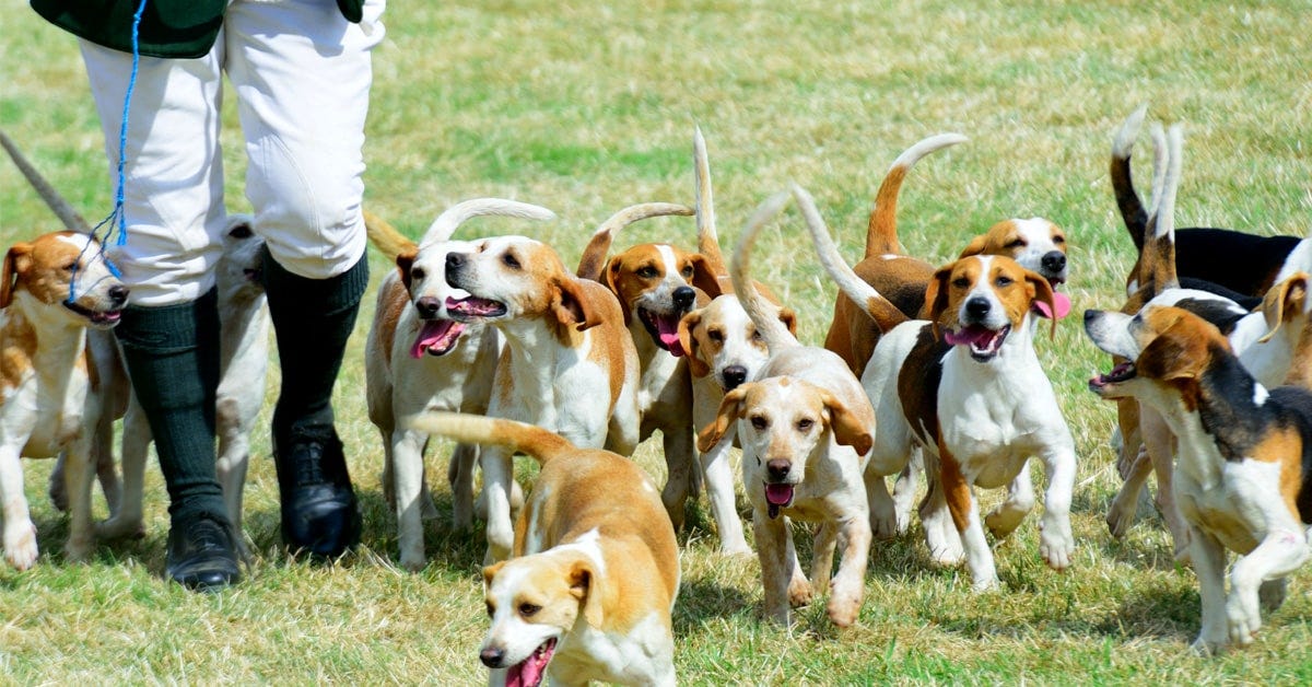 Beagles Beagles