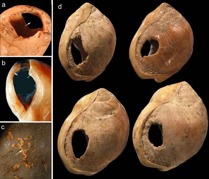 Perforated shell beads from Blombos Cave.