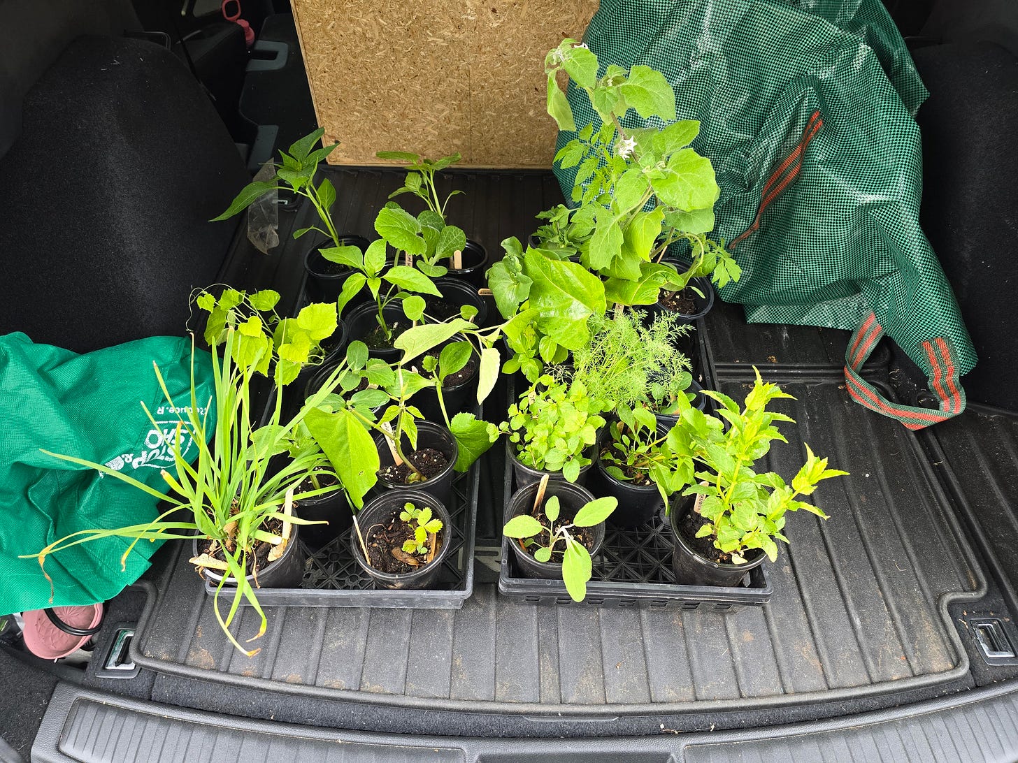 A bunch of plant starts sit in a tray in the back of a car.