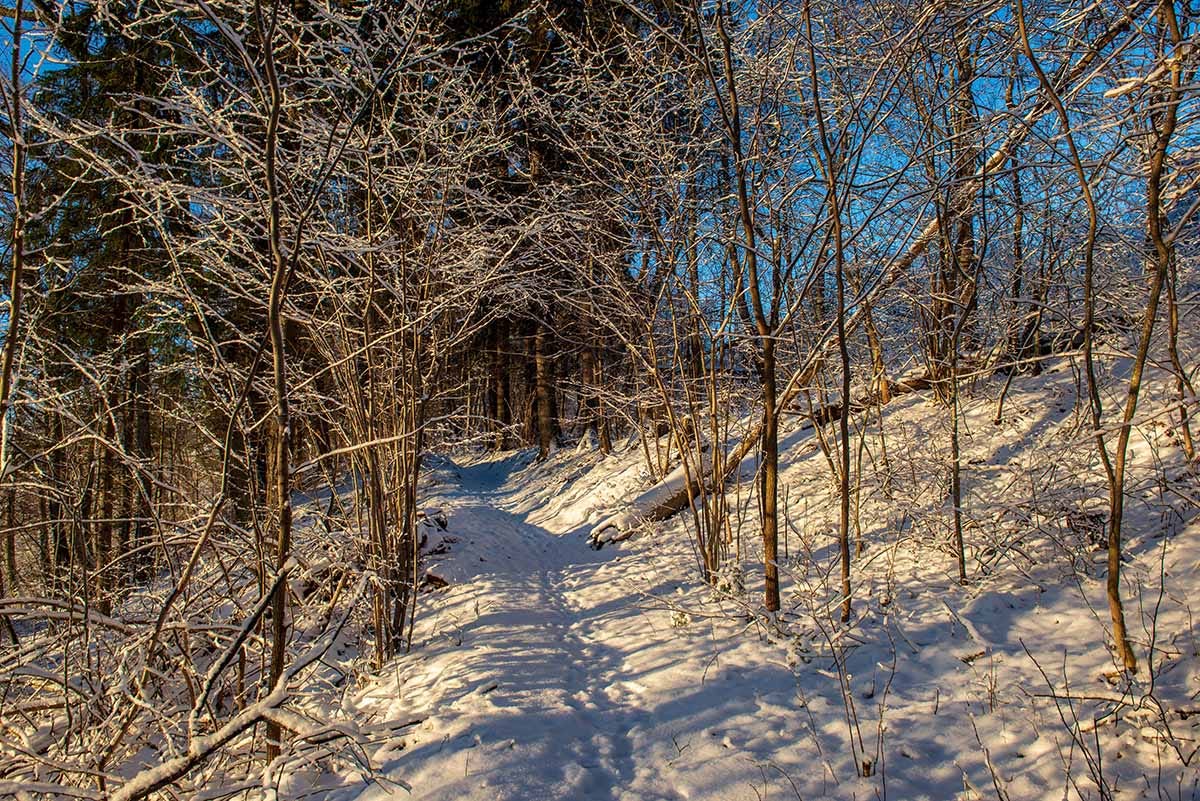 A snowy trail through the trees.