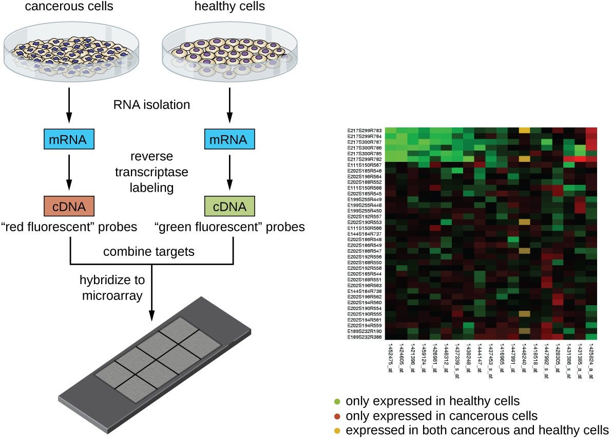 File:OSC Microbio 12 02 Microarray.jpg - Wikimedia Commons File:OSC Microbio 12 02 Microarray.jpg - Wikimedia Commons