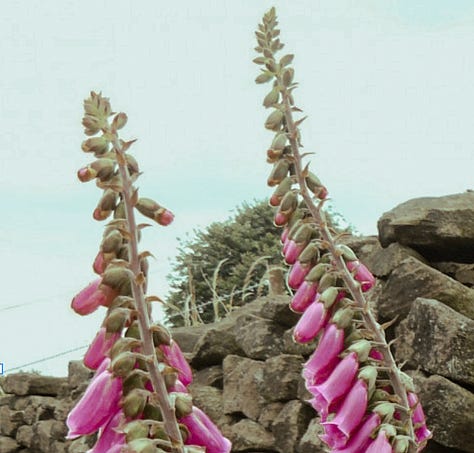 Cornish foxgloves, a traditional fairy flower