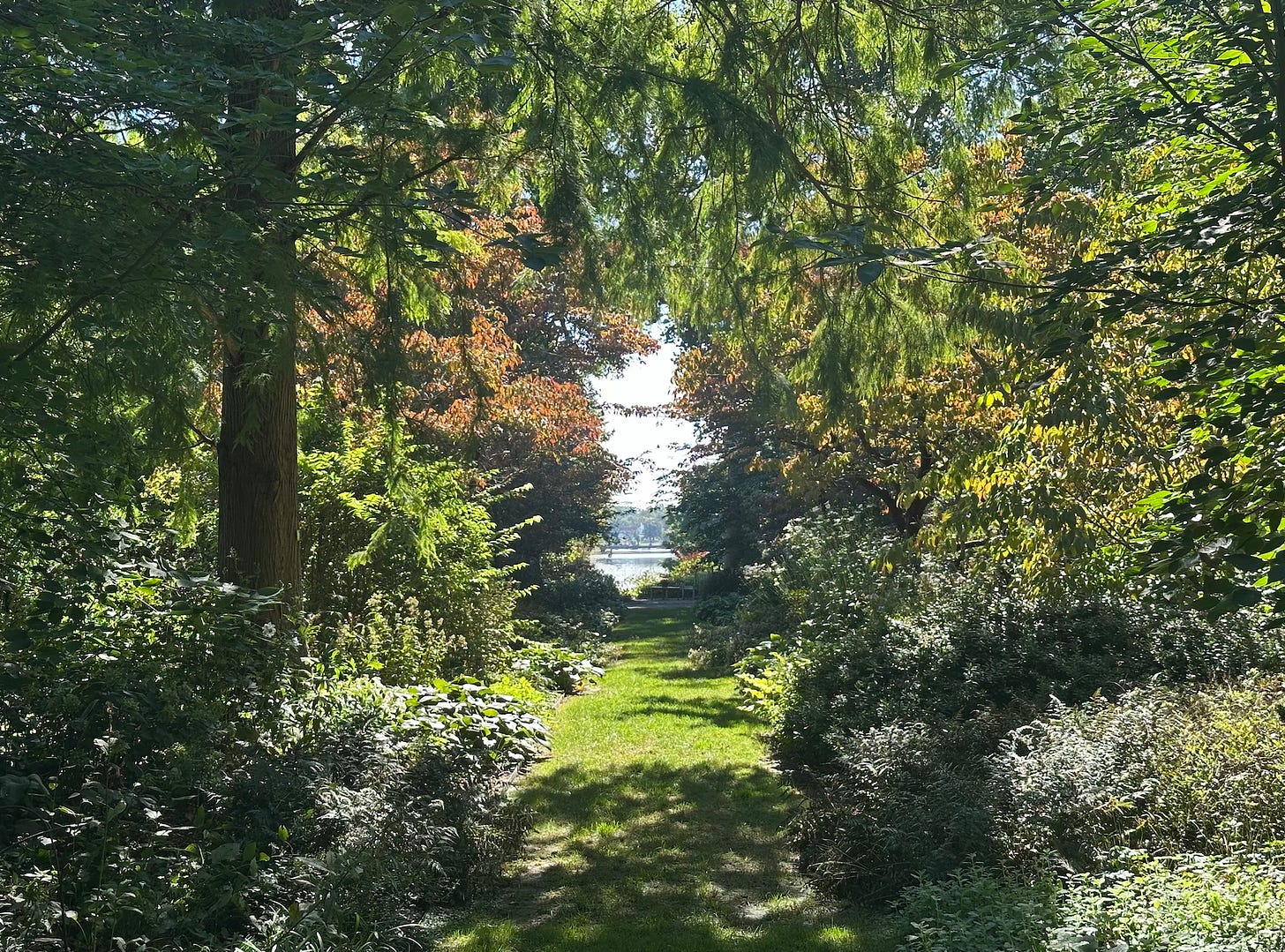 a beautiful woodland garden with a river in the distance