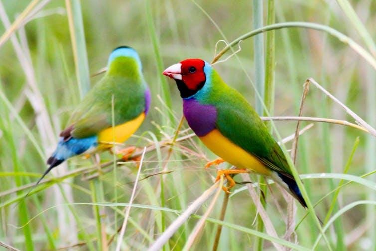 Two brightly coloured birds, Gouldian finches, resting on green grasses or reeds Two brightly coloured birds, Gouldian finches, resting on green grasses or reeds