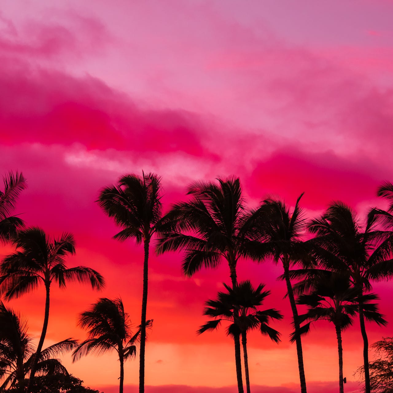 Artwork for Nicole’s Newsletter