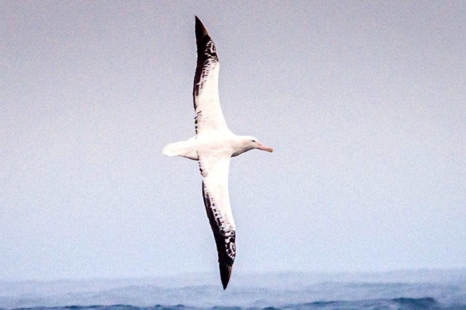 New Research Unlocks Clues About the Iconic Flight of the Wandering Albatross – Woods Hole Oceanographic Institution New Research Unlocks Clues About the Iconic Flight of the Wandering Albatross – Woods Hole Oceanographic Institution