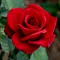 Heart Notes and other musings's avatar