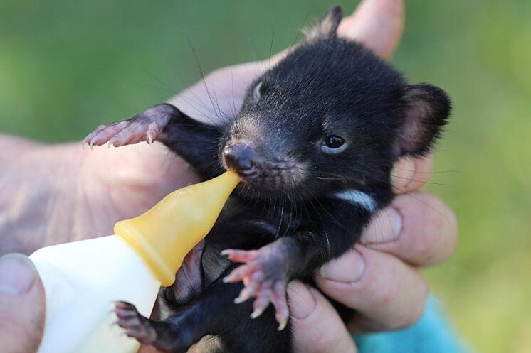 Un diablo de Tasmania, alimentado con biberón en Australia Un diablo de Tasmania, alimentado con biberón en Australia