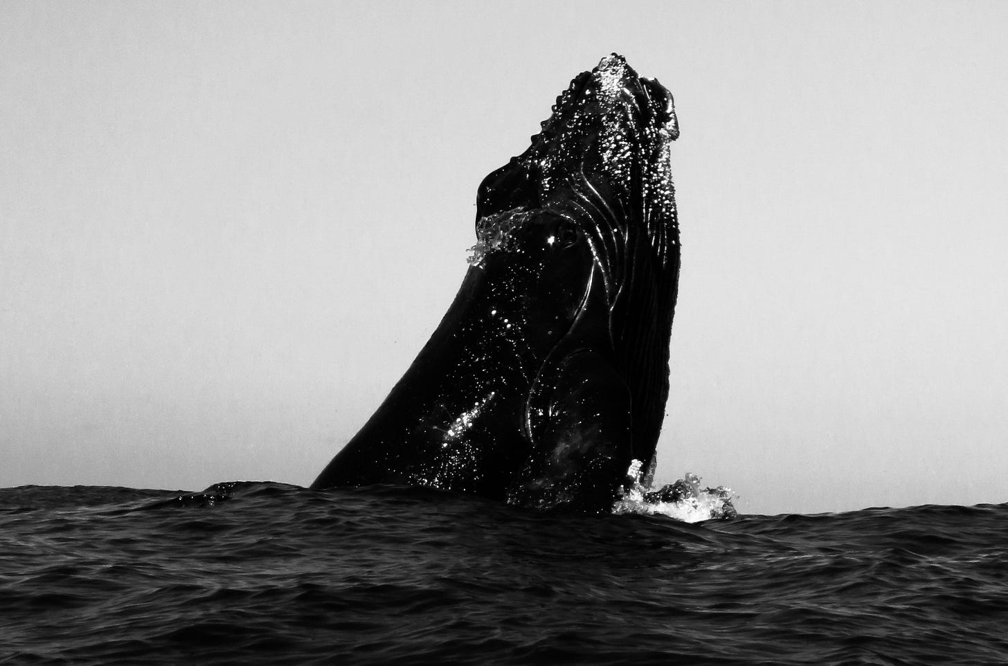 Une baleine sort de l'eau Une baleine sort de l'eau