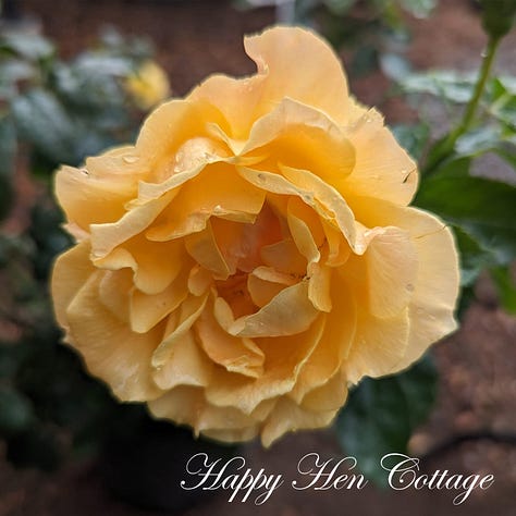 Five images of yellow roses with green leaves.