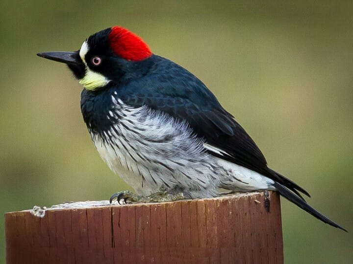 Acorn Woodpecker Female