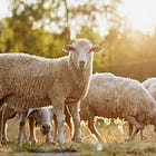 Ο κορωνοϊός αποκάλυψε την πιο δειλή κοινωνία όλων των εποχών, μέρος 1ο