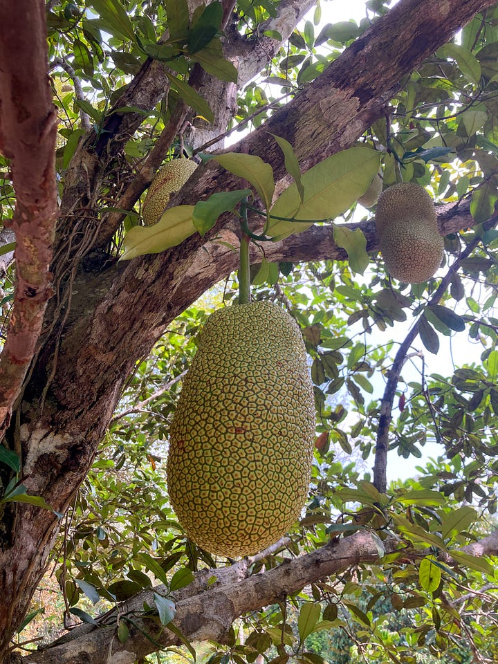 pulasan and cempedak