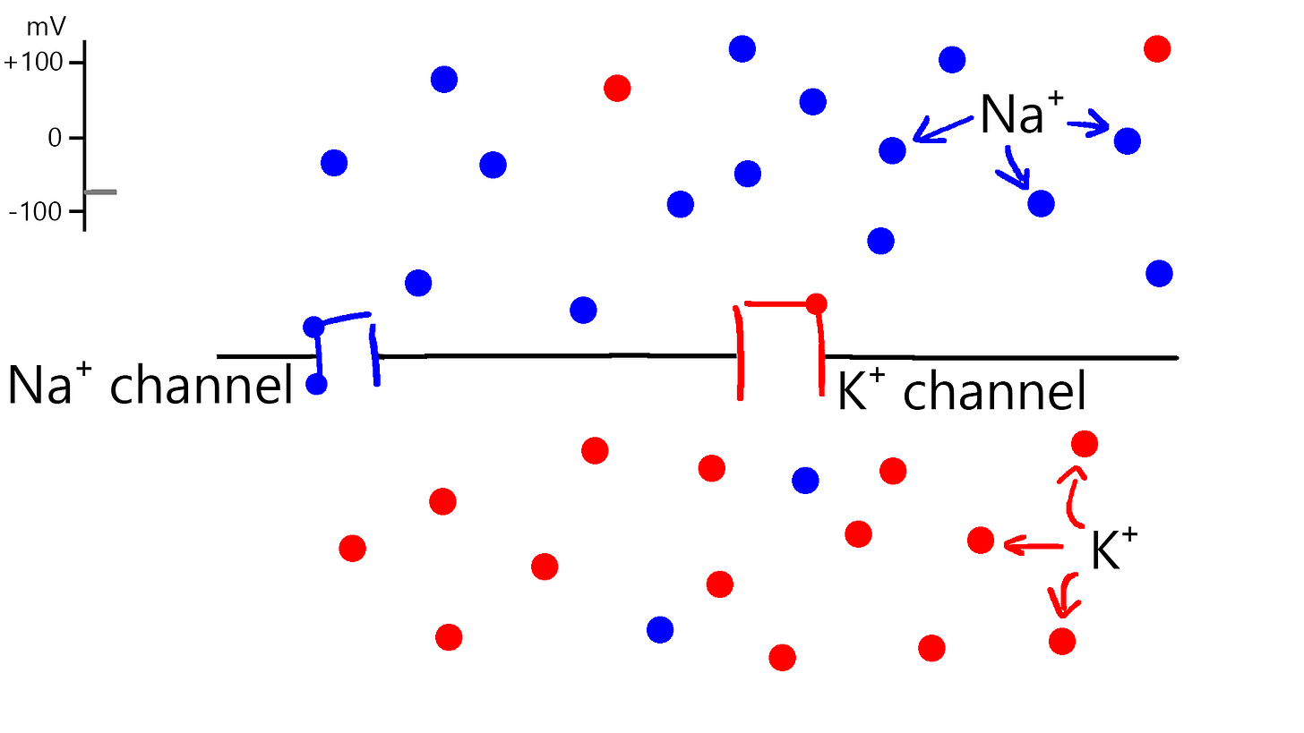 Neuron membrane in resting state. Channels are closed; membrane voltage is around -73 mV. Neuron membrane in resting state. Channels are closed; membrane voltage is around -73 mV.