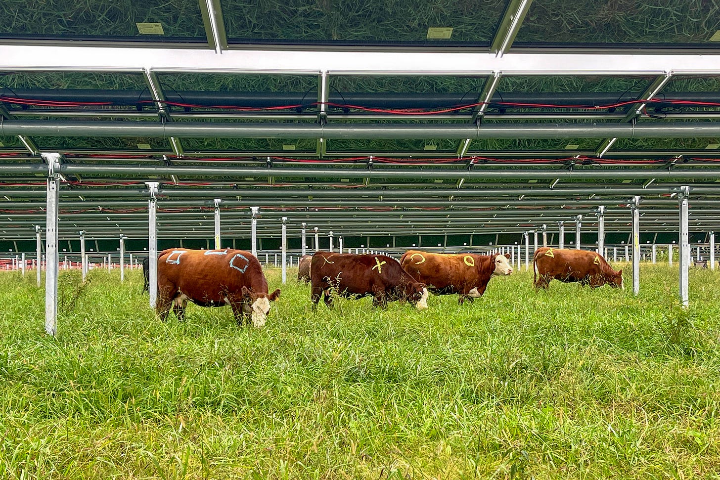 Cattle have been marked for an animal behavior study, showing each cow’s interaction with the solar equipment on Silicon Ranch’s Christiana Solar Farm in Tennessee. Credit: Courtesy of Silicon Ranch