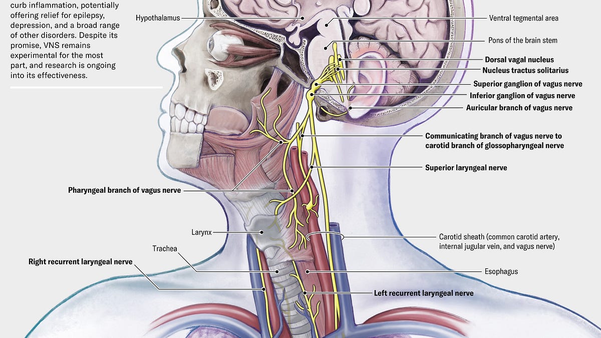 semaglutide vagus nerve Our Brain—Immune Axis Gets A Jolt
