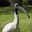 Bin Chicken's avatar