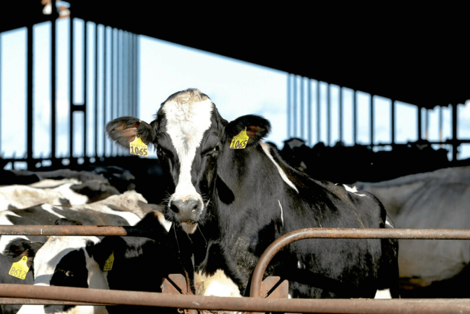 USDA Issues TRANSPORT RESTRICTIONS on Dairy Farmers After Bird Flu Found at Over 30 Locations Across The Nation…