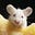 Literate Packrat's avatar