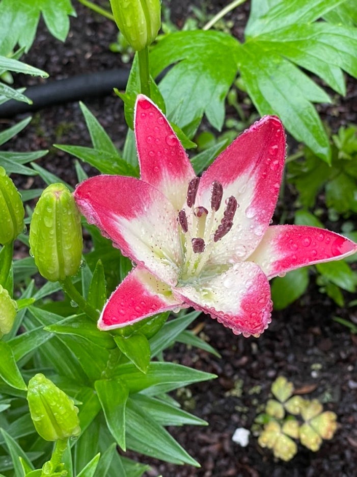 A pink and white flower with green leaves

Description automatically generated