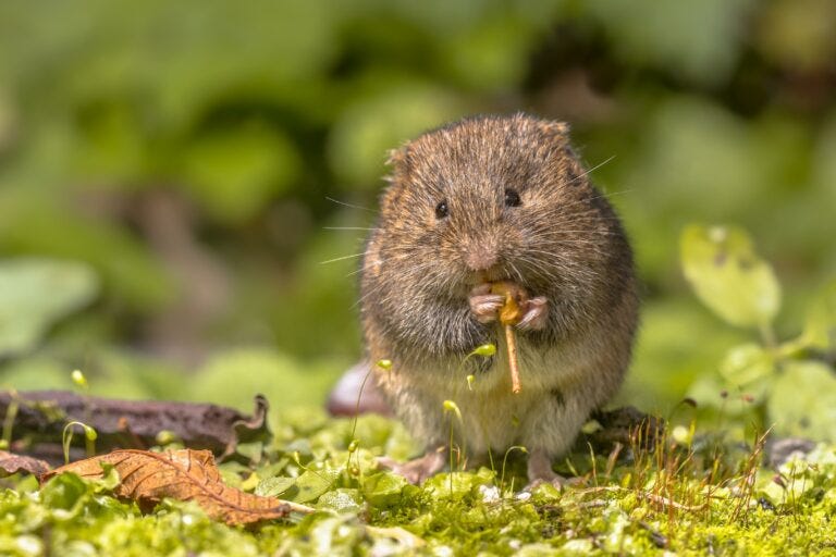 British Field Vole chewing grass British Field Vole chewing grass